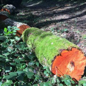 Randonnée en forêt dans le Vallon de Chantemerle à Dardilly