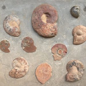 Visite du musée Espace des Pierres Folles Géopatrimoines Beaujolais à St Jean-des-Vignes