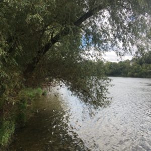 Randonnée depuis Collonges - Fontaines (quais de Saône)