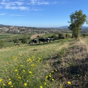 Randonnée depuis Messimy