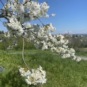 Randonnée depuis Bessenay (cerisiers)